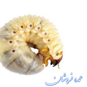 سم کرم ریشه درخت