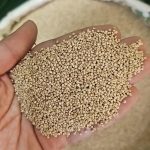 تأمین مستقیم و فروش عمده دانه کینوا (ایرانی و هندی و پرو)