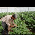 تامین کننده محصولات سبزی و صیفی