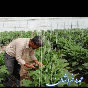 تامین کننده محصولات سبزی و صیفی