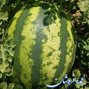 هندوانه  دشت مرگنلر