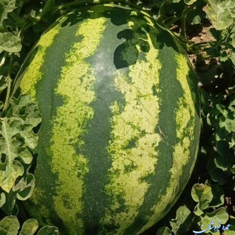 هندوانه  دشت مرگنلر