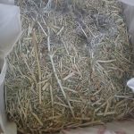 گیاه بوقناق یا زول