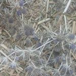 گیاه بوقناق یا زول