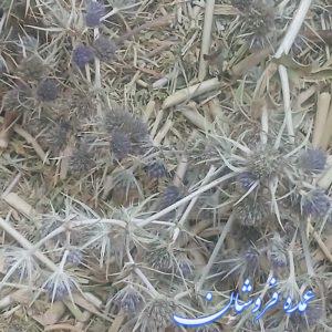 گیاه بوقناق یا زول