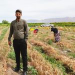تامین کننده محصولات سبزی و صیفی
