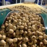آجیل و خشکبار بدون واسطه