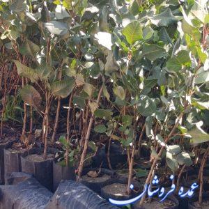 فروش نهال پسته پایه بادامی اردکان و پایه بادامیه زرند