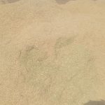کاه لوبیاچیتی