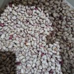 لوبیا چیتی و باقالی