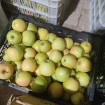سیب درختی تازه کلی